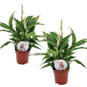Plant in a Box - Spathiphyllum 'Torelli' - Friedenslilie - Einblatt - Zimmerpflanzen - 2er Set - Topf 12cm - Höhe 30-45cm