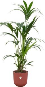 Kentia Palme - Forstersche Kentia - Zimmerpflanze - Ø26cm - ↨160cm + Topf Jazz Rot