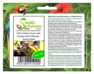 10x Vitis vinifera riesen rote Trauben Obst Pflanzen - Samen #344