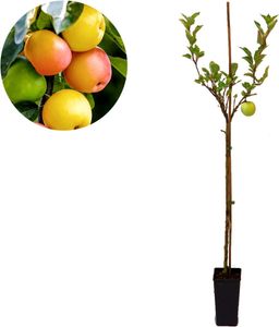 Malus domestica 'Sweet Summer'® Spezial-Apfelbaum - 1,5 Liter Topf