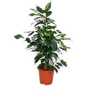 Exotenherz - Birkenfeige - Ficus "Danielle" - dunkelgrüne Blätter -  1 Pflanze - pflegeleicht - luftreinigend- 12cm Topf