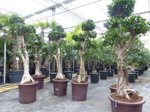 Ficus Ginseng XXL Bonsai 160 - 200 cm Feng Shui, ca. 16 Jahre alt, chinesische Feige