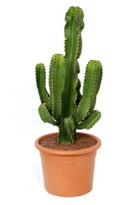 Kaktus – Euphorbia Erytrea s kvetináčom – Výška: 95 cm – od Botanicly