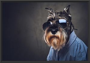 Lustiger Hund mit Hemd und Sonnenbrille im Schattenfugen Bilderrahmen / Format: 100x70 im Schattenfugen-Bilderrahmen / Kunstdruck auf hochwertigem Galeriekarton / hochwertige Leinwandbild Alternative