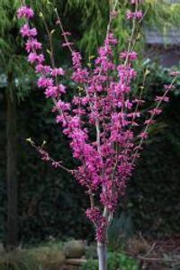 Cercis chinensis 'Avondale', Chinesischer Judasbaum, Gesamthöhe: 120-130 cm