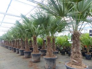 3 Stück im Palmenset Trachycarpus fortunei dicke Stämme 200 cm Hanfpalme, winterharte Palme bis -18°C