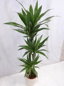 [Palmenlager] - XL Dracaena de Warneckii 150 cm - 3er Tuff - Drachenbaum - // Zimmerpflanze