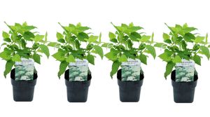 Plant in a Box - Hydrangea arborescens 'Annabelle' - 4er Set - Winterhart - Gartenpflanze - Hortensie - Topf 17cm - Höhe 30-40cm