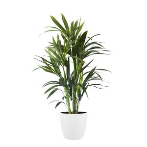 Zimmerpflanze von Botanicly – Kentia Palme in weißem Übertopf als Set – Höhe: 90 cm – Howea forsteriana Kentia