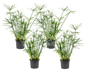 Plant in a Box - Cyperus alternifolius - 4er Set - Schirmblättriger Papyrus - Topf 14cm - Höhe 40-50cm