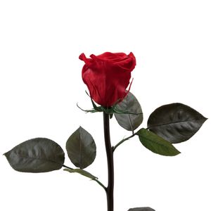 Echte Rose mit Stiel 45-50cm lang haltbar 3 Jahre Infinity Rosen konserviert, Rot