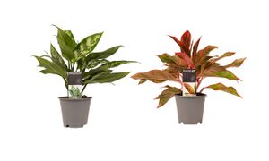 Zimmerpflanzen von Botanicly – 2 × Kolbenfaden – Höhe: 25 cm – Aglaonema Maria, Aglaonema Crete