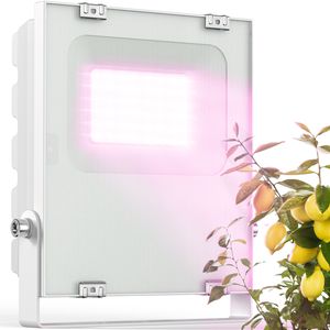 Meine Orangerie - LED Pflanzenlampe zur Überwinterung von mediterranen Pflanzen - Entwickelt mit den Zitruspflanzen-Profis von Meine Orangerie - Vollspektrum Pflanzenlicht [20W]