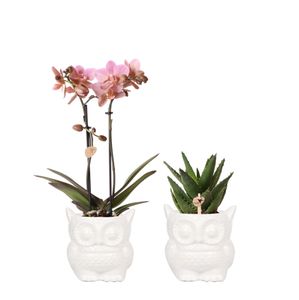 Kolibri Company - Pflanzenset Eule Ziertopf weiß | Set mit Phalaenopsis Orchidee Treviso Ø9cm und Grünpflanzen Rhipsalis Ø9cm | inkl. weißer Keramik-Ziertöpfe