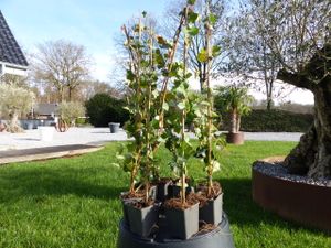 10 Stück Efeu Hedera helix 90 - 120 cm Heckenpflanze winterhart Kletterpflanze Hecke Sichtschutz blickdicht