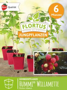 Himbeerpflanze Willamette | Himbeerpflanzen von FLORTUS, Menge:6 Pflanzen