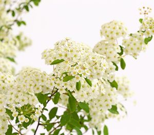 Dehner Pracht-Spierstrauch, weiße Blütendolden, ca. 40 - 60 cm, Zierstrauch