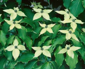 Cornus kousa 'Greensleeves' C5 60-80 Japanischer Blumen-Hartriegel
