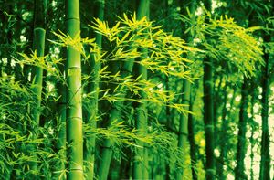 Bamboo in Spring - Papier  Fototapete (1-teilig, 175 x 115 cm), inklusive Anleitung