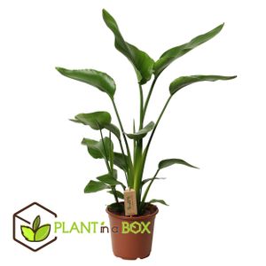 Plant in a Box - Strelitzia Nicolai - Paradiesvogelblume - Zimmerpflanze - Topf 21cm - Höhe 90-110cm