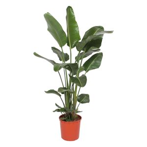 Trendyplants - Strelitzia Nicolai - Paradiesvogelblume - Zimmerpflanze - Höhe 160-180 cm - Topfgröße Ø27cm