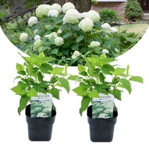 Plant in a Box - Hydrangea arborescens 'Annabelle' - 2er Set - Winterhart - Gartenpflanze - Hortensie - Topf 17cm - Höhe 30-40cm