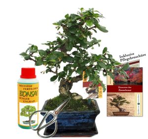 Zestaw upominkowy bonsai "Carmona" - Fukientee - ok. 6 lat - zestaw dla poczatkujacych