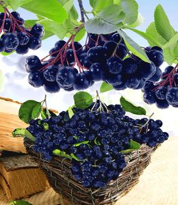 BALDUR-Garten Vitaminbeere Apfelbeere 'Aronia Viking', 1 Pflanze, Aronia melanocarpa, winterhart, mehrjährig, pflegeleicht, blühend, Aroniabeere, selbstfurchtend, Obst-Rarität