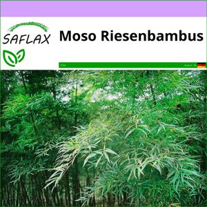 SAFLAX - Gräser-Bambus-Moso Riesenbambus - 20 Samen - Phyllostachys pubescens