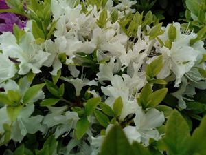 Japanische Azalee Patricia Barmold - Rhododendron obtusum - 20-25cm