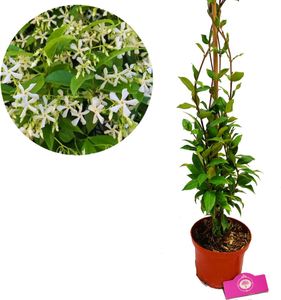 Trachelospermum 'jasminoides' Toskanischer Jasmin, 2 Liter Topf