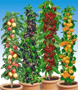 BALDUR-Garten Säulen-Obst-Raritäten-Kollektion Apfel, Brombeere, Kirsche + Aprikose, 4 Pflanzen Obstbäume, winterhart, platzsparende Säulen für kleine Gärten, Balkone & Terrassen
