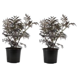 Sambucus 'Schwarze Spitze' - 2er Set - Immergrün - ⌀17cm - Höhe 25-40cm