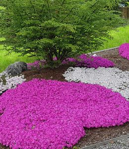 BALDUR-Garten Teppichphlox 'Emerald Pink', winterharter Bodendecker 3 Pflanzen Phlox subulata Polsterphlox Polster-Flammenblume Polsterstauden Moosphlox, Phlox subulata, winterhart, bienenfreundlich