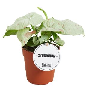 Grünpflanze – Kletter-Philodendron (Syngonium Confetti) – Höhe: 25 cm – von Botanicly