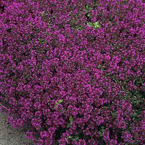 6 x Tymián fialový koberec - Thymus praecox 'Purple Beauty' - kvetináč 9cm x 9cm