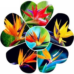 100 Stück/Beutel Strelitzia-Samen, gut aussehende DIY-Mixfarbe Reginae-Topfpflanze, Blumensamen für Zuhause