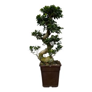 Trendyplants - Ficus Microcarpa Ginseng - Bonsai - Zimmerpflanze - Höhe 90-110 cm - Topfgröße Ø26cm