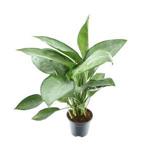 Grünpflanze – Kolbenfaden (Aglaonema Silverado) – Höhe: 40 cm – von Botanicly