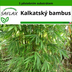 SAFLAX - kalkatský bambus - Dendrocalamus strictus - 50 Semena - S pěstebním substrátem bez klíčků