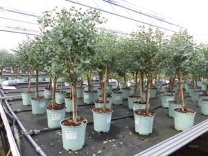 Eucalyptus Gunni Stamm Eukalyptusbaum, 70 - 100 cm, Pflanze winterhart