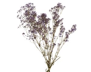 Trockenblumen Strauß Schleierkraut 50cm lila 1 Bund