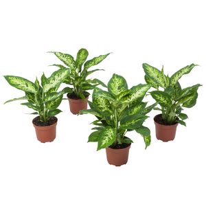 Zimmerpflanzen von Botanicly – 4 × Dieffenbachie – Höhe: 30 cm – Dieffenbachia Compacta