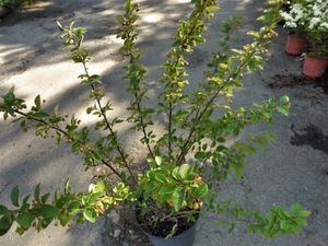 Zwergmispel, Cotoneaster lucidus, Beerenschmuck, Herbstfärbung, Heckenpflanze, 60-80 cm hoch, Co. 5 L