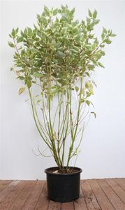 Hartriegel 'Elegantissima' Cornus alba 'Elegantissima' 10L 100- 125