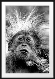Lustiger Baby Orang-Utan mit Rinde, MonochromeBilderrahmen mit Galerie-Passepartout / Format: 100x70cm / gerahmt / hochwertige Leinwandbild Alternative