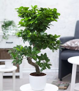 BALDUR-Garten Zimmerbonsai Ficus "Ginseng" ca. 50-60 cm hoch;1  Pflanze Luftreinigende Zimmerpflanze, unterstützt das Raumklima, Feigenbaum Zimmerpflanze, mehrjährig - frostfrei halten