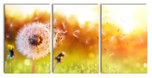 Nahaufnahme Pusteblume Sonnenuntergang, XXL Leinwandbild in Übergröße 240x120cm Gesamtmaß 3 teilig / Wandbild / Kunstdruck