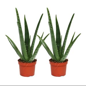 sada 2 kusu - Aloe vera - stárí približne 2 roky - kvetinác 10,5 cm