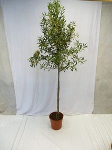 [Palmenlager] XXL Olivenbaum/Olea europea 200 cm Hochstamm mit breiter Krone